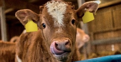 Les bienfaits du colostrum chez les agneaux et chevreaux