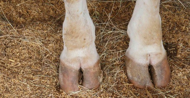 On vous dit tout sur la boiterie des bovins