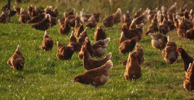 Comment lutter contre le picage chez les volailles ? 